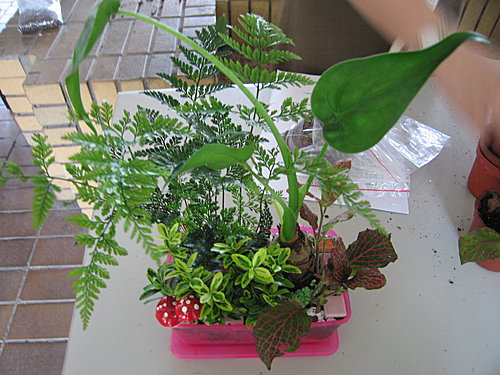組合盆栽活動