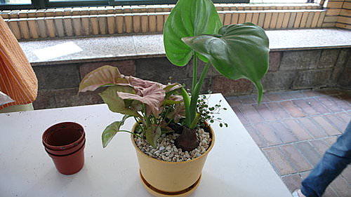 組合盆栽活動