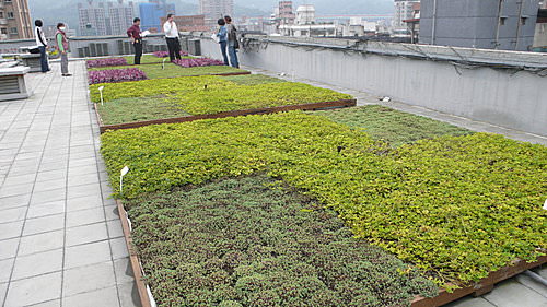 屋頂綠美化